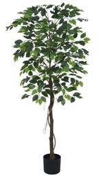 [FICUS BENJAMINA 8911] PLANTA FICUS BENJAMINA 8911 - 160 CM grass