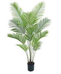 [PALMERA ARECA 4482] PLANTA PALMERA ARECA 4482 - 160 CM grass